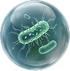 Monsoon virus